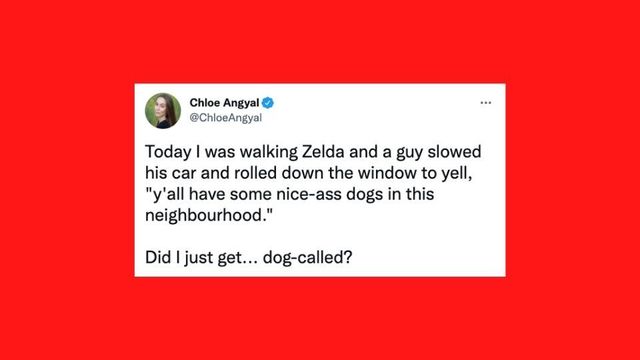 25 Of The Funniest Tweets About Cats And Dogs This Week.jpg
