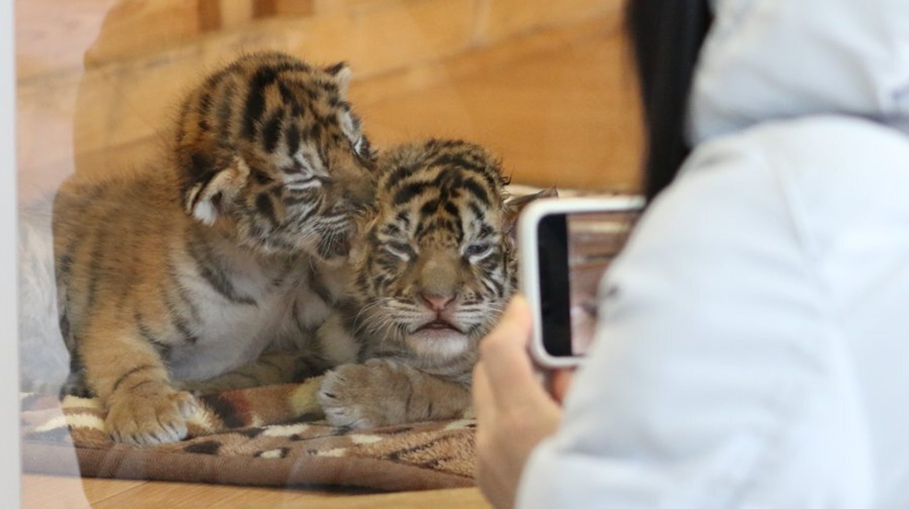 トラの双子の赤ちゃん 鳴き声は ダミ声です 山口のサファリランドの動画に反響広がる ハフポスト トラの双子の赤ちゃん 鳴き声は ダミ声です 山口のサファリランドの動画に反響広がる ハフポスト
