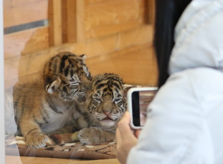 双子のトラの赤ちゃん