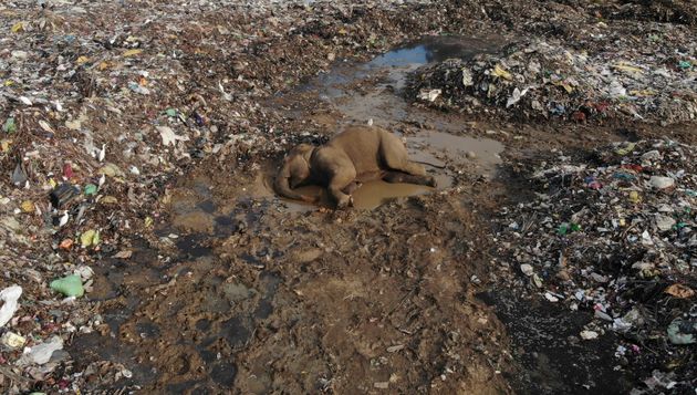 パラカッドゥ村のごみ投棄場に横たわるゾウの体（2022年1月6日）