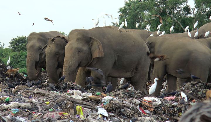 パラカッドゥ村のゴミ捨て場で食べ物を探すゾウたち（2022年1月6日）