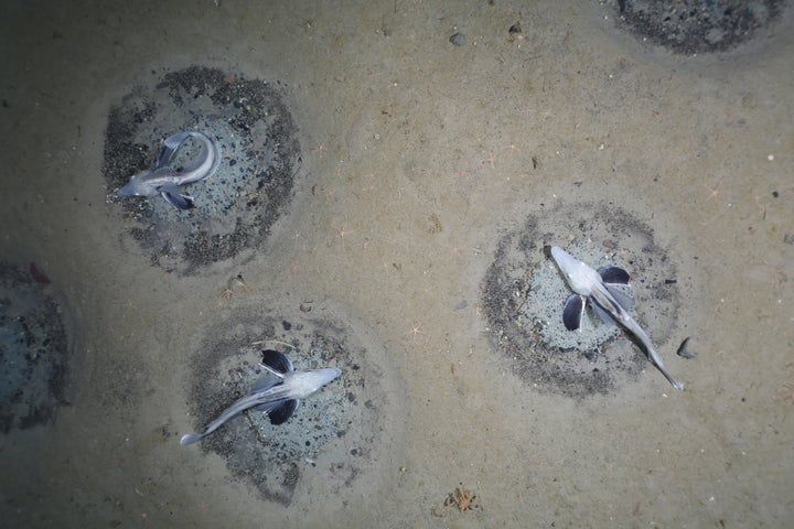 Adult icefish guard thousands of eggs.