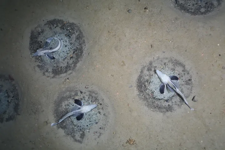 Scientists Have a New Explanation for Mysterious Sand Spikes - The New York  Times