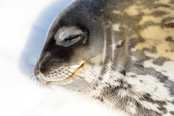 A Weddell seal, probably thinking about icefish.