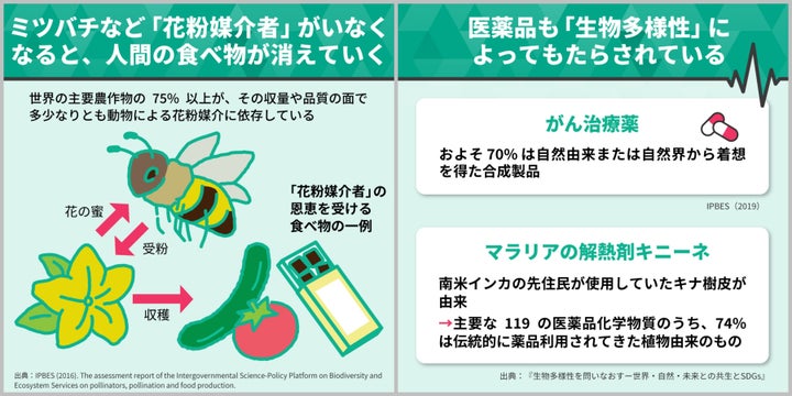 ミツバチなど「花粉媒介者」がいなくなると、人間の食べ物が消えていく / 医薬品も「生物多様性」によってもたらされている