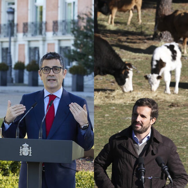 Félix Bolaños y Pablo Casado, este último junto a vacas.