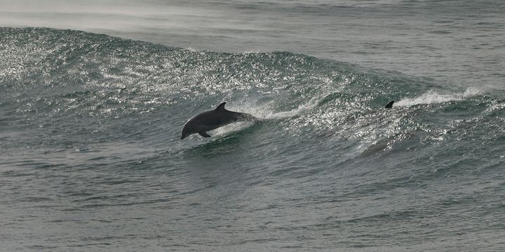 Δελφίνια παίζουν με τα απόνερα από το τσουνάμι που έφτασαν στην Καλιφόρνια στις 15 Ιανουαρίου 2022, μετά από την τεράστια έκρηξη υποθαλάσσιου ηφαιστείου στα νησιά Τόνγκα στον Ειρηνικό Ωκεανό. (Κent Porter/The Press Democrat via AP)