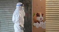 Hong Kong To Cull 2,000 Animals After Hamsters Get COVID-19 Hong Kong To Cull 2,000 Animals After Hamsters Get COVID-19