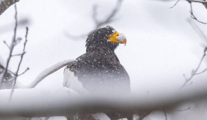 The Steller's sea eagle is pictured Jan. 7 during a snowstorm near Boothbay Harbor, Maine.