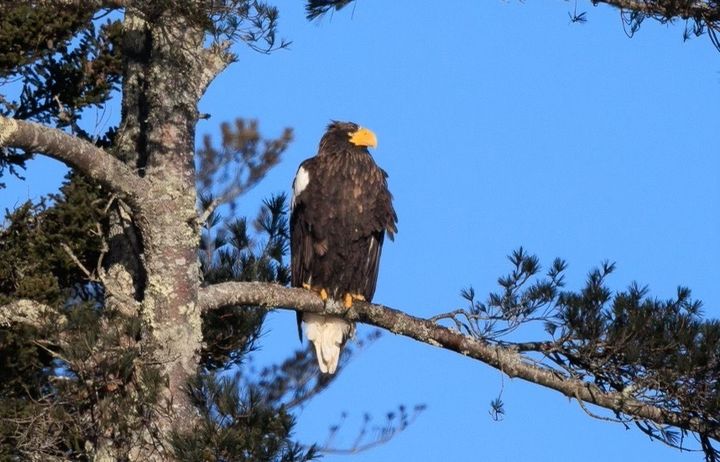 This Steller's sea eagle, pictured here in Boothbay Harbor, Maine, has been slowly making its way across North America since appearing in southeastern Alaska in August 2020.