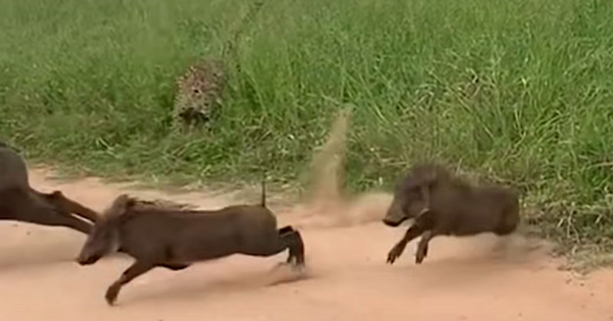 Watch Warthogs Run For Their Lives As Leopard Attacks | HuffPost Latest News