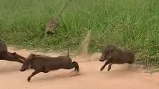 Watch Warthogs Run For Their Lives As Leopard Attacks