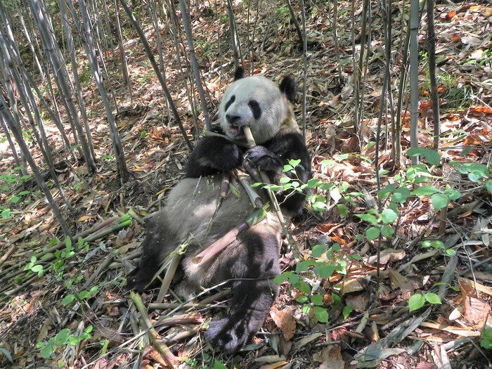 Wild giant panda eating bamboo