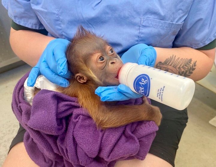 In this undated photo provided by the Audubon Zoo in New Orleans, an endangered Sumatran orangutan infant, who was born on Dec. 24, 2021, is bottle-fed milk in New Orleans. The infant is being bottle-fed because his mother wasn't producing enough milk. (Audubon Zoo via AP)