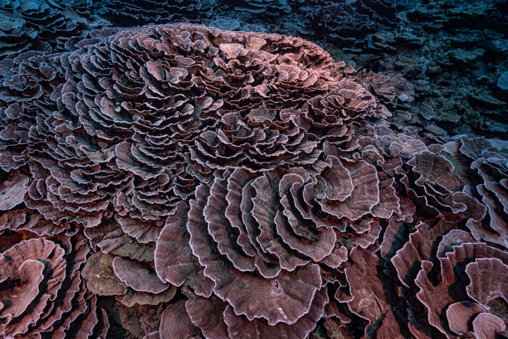 This photo provided by @alexis.rosenfeld shows corals shaped like roses in the waters off the coast of Tahiti of the French Polynesia in December 2021. (Alexis Rosenfeld/@alexis.rosenfeld via AP)