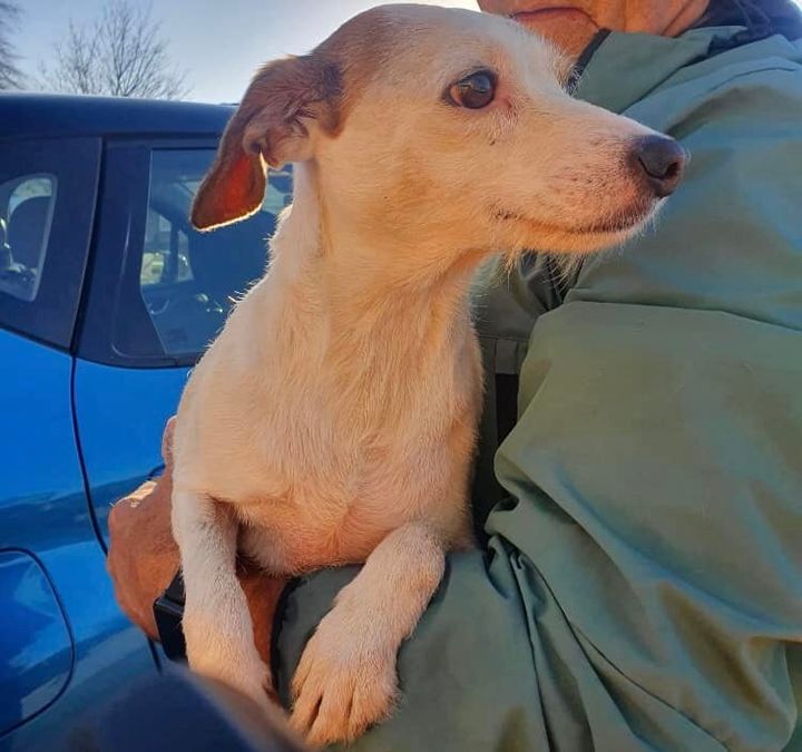 It took four days to rescue Millie, a 3-year-old Jack Russell-whippet mix.