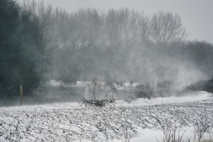 Horses try to to eat the bark of certain shrubs or trees for the aspirine inside, survival during a blizzard
