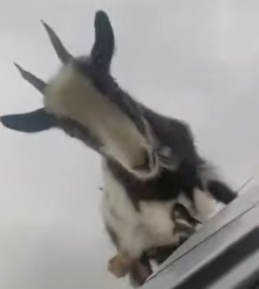 Η Μπίλι εν δράσει, επί της οροφής του αυτοκινήτου.