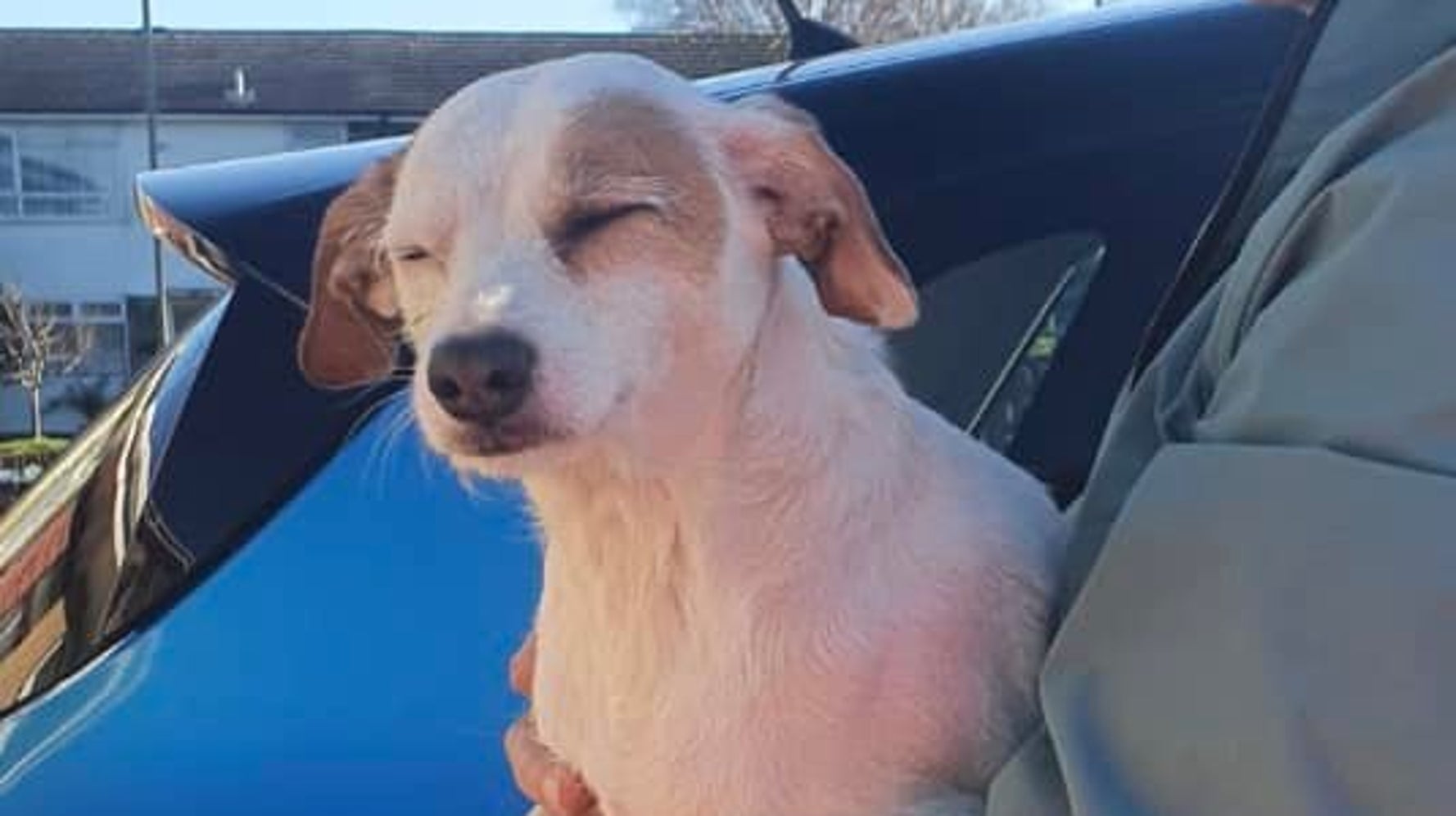 迷子のワンコが溺死の危機に ドローンで大好物のソーセージを吊るす まさかの方法で救出 動画 ハフポスト World 迷子のワンコが溺死の危機に ドローンで大好物のソーセージを吊るす まさかの方法で救出 動画 ハフポスト World