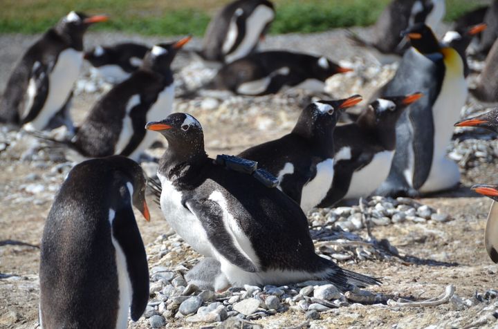 Gentoo penguins in Argentina, including our star: the penguin in the middle with the camera on its back.