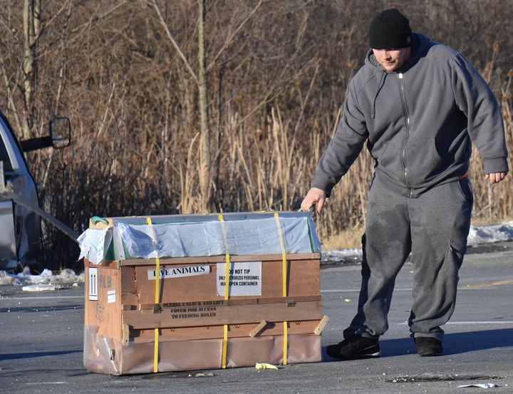 The driver of a pickup transporting monkeys pulls a crate of monkeys off of state Route 54 at the intersection with Interstate 80 near Danville, Pa., Friday, Jan. 21, 2022, after the pickup and trailer were hit by a dump truck. 