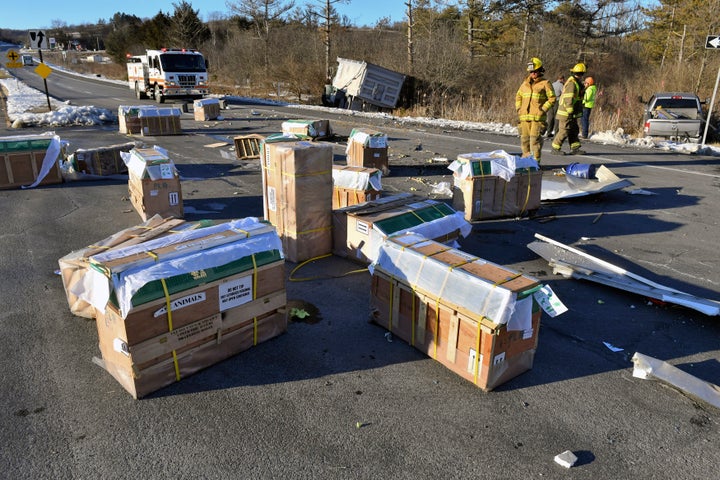 Crates holding live monkeys are scattered across the westbound lanes of state Route 54.