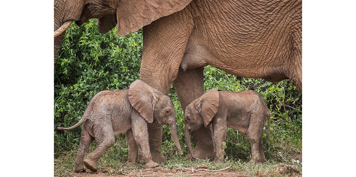 Mother elephant Bora and her twins not long after they were born.