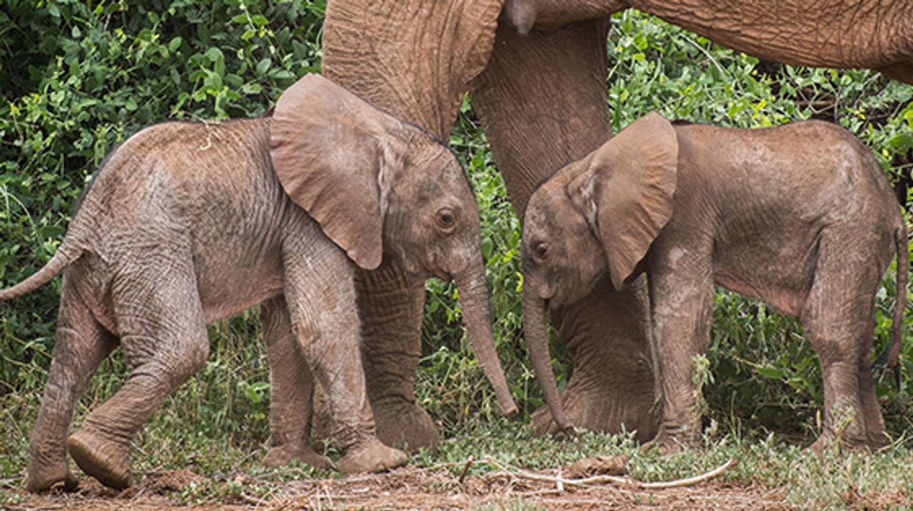 Experts Have 'Fingers Crossed' For Survival Of Rare Elephant Twins