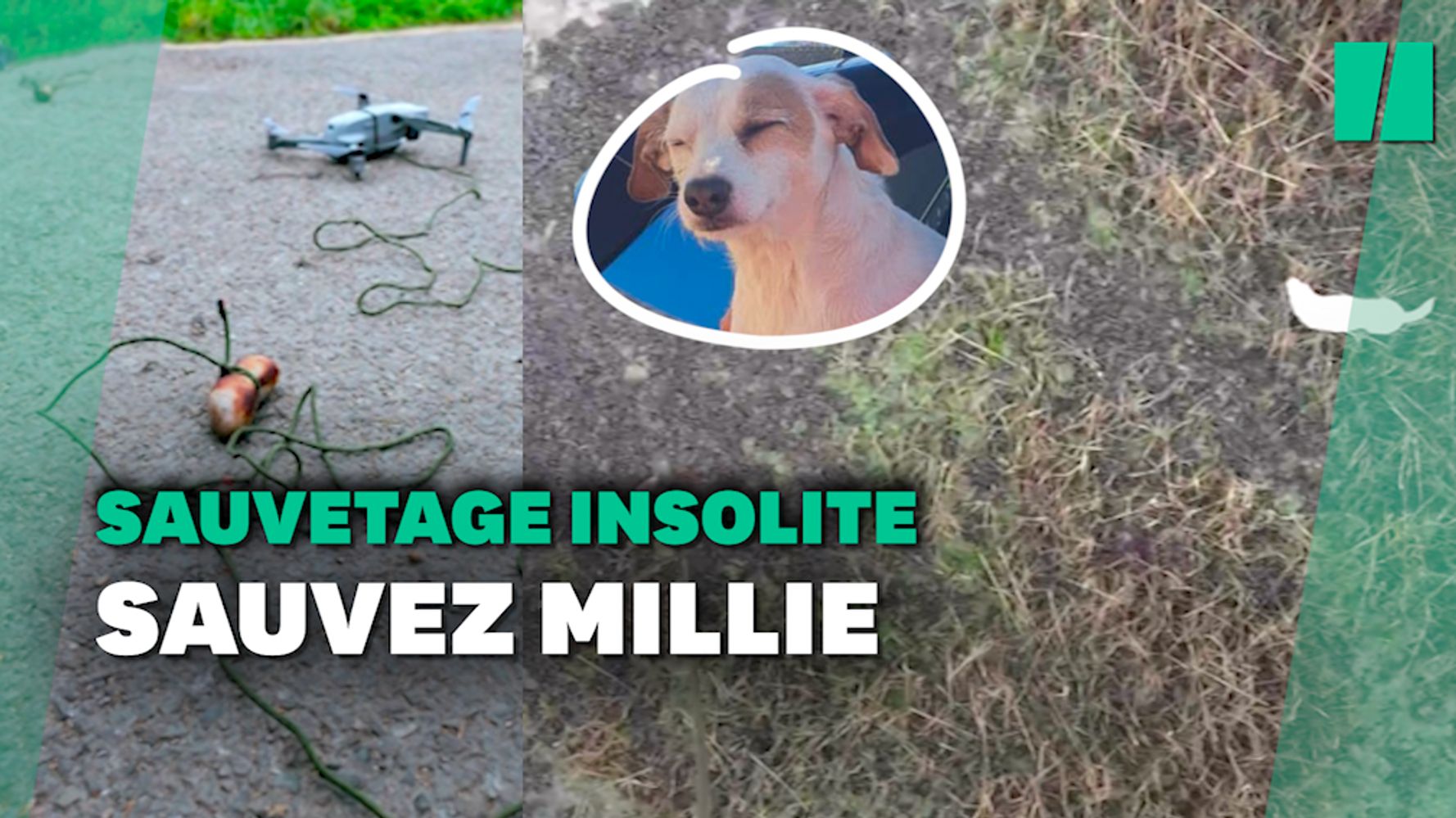Cette chienne a été sauvée grâce à une saucisse suspendue à un drone