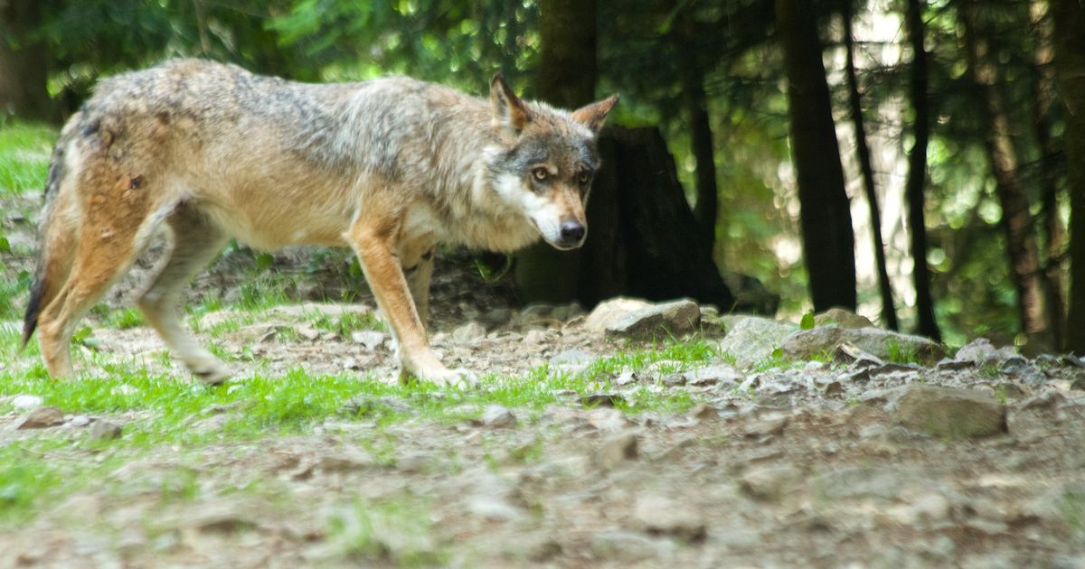 Une enquête ouverte après l'appel d'un syndicaliste agricole à tuer des loups