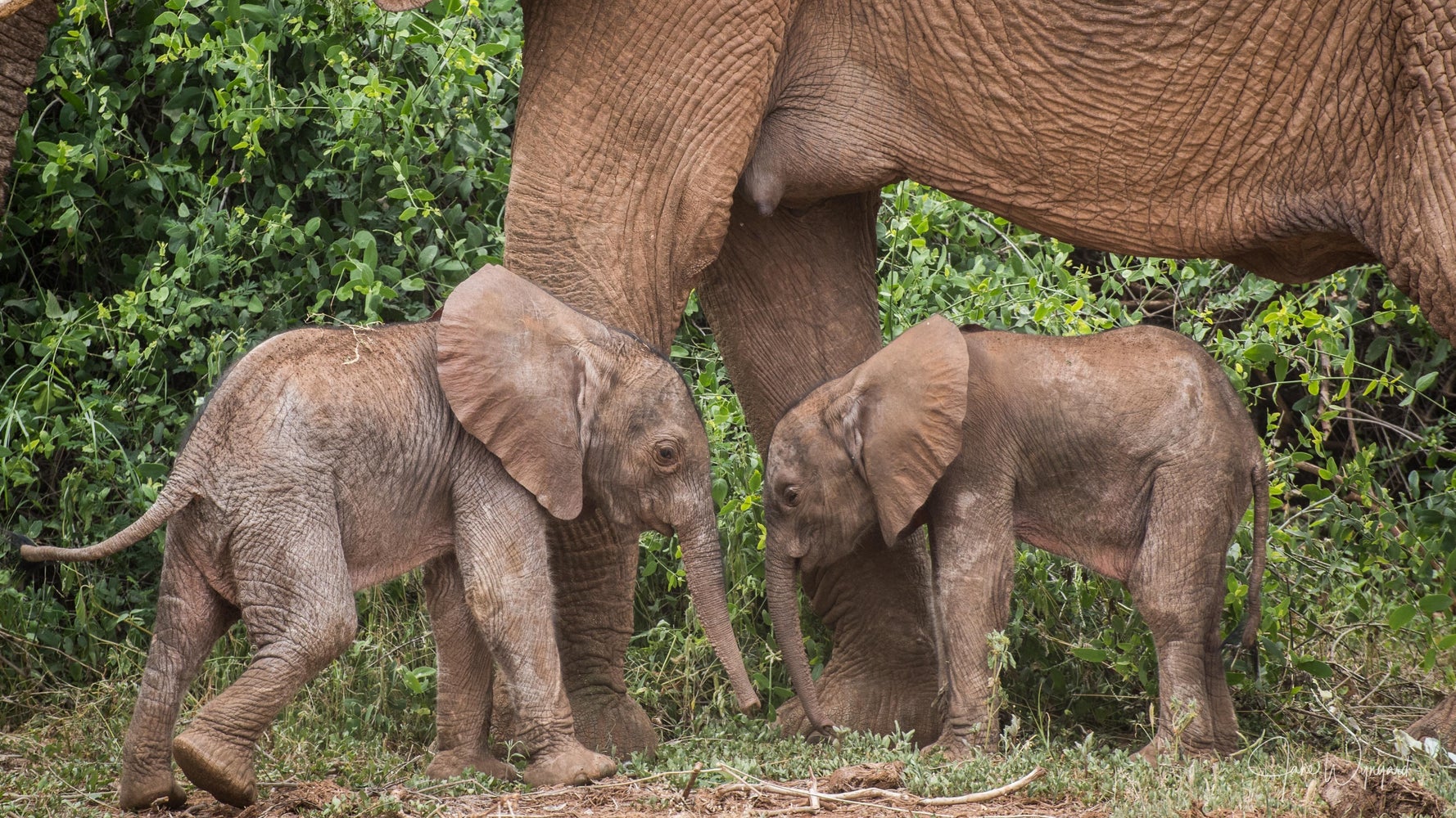 珍しい双子の赤ちゃんゾウ発見 ここ数日が正念場 に応援の声集まる 動画 ハフポスト World 珍しい双子の赤ちゃんゾウ発見 ここ数日が正念場 に応援の声集まる 動画 ハフポスト World