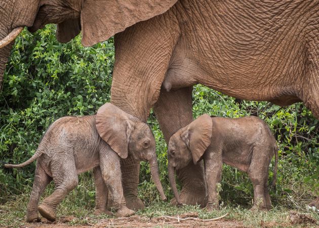 珍しい双子の赤ちゃんゾウ（2022年1月20日、ケニア）