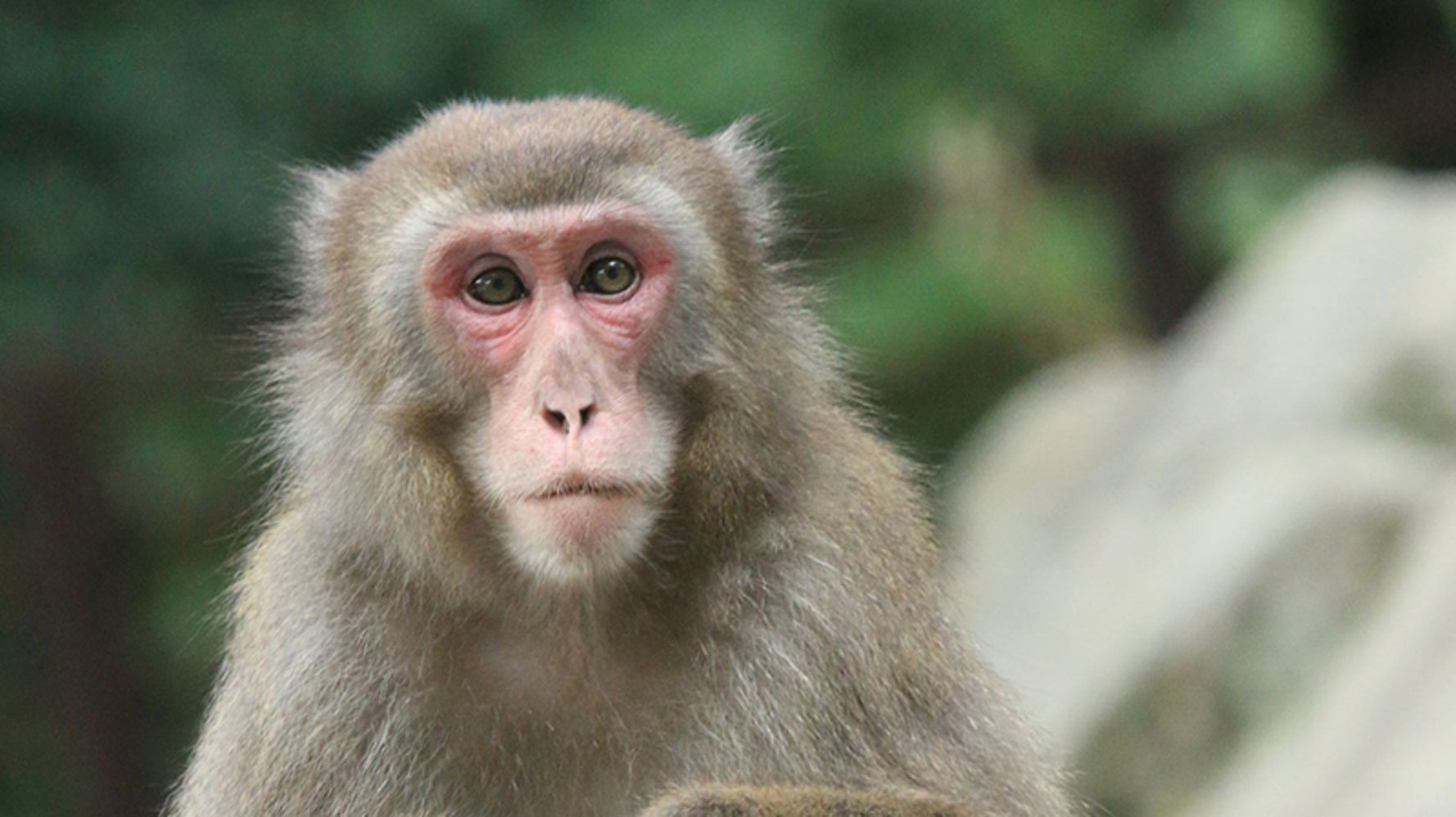 高崎山初のメスのボスザル 恋の季節でトップ陥落 海外でも反響 地位を手放さないで ハフポスト World 高崎山初のメスのボスザル 恋の季節でトップ陥落 海外でも反響 地位を手放さないで ハフポスト World