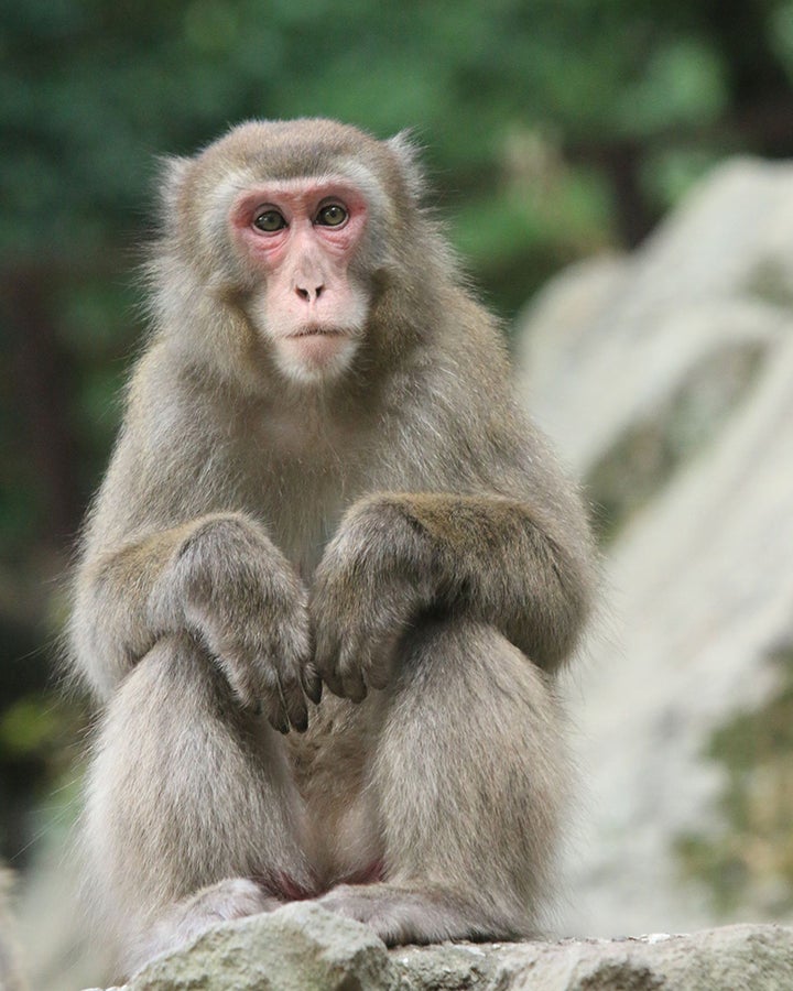 高崎山自然動物園で初めてメスのボスザルに認定されたヤケイ