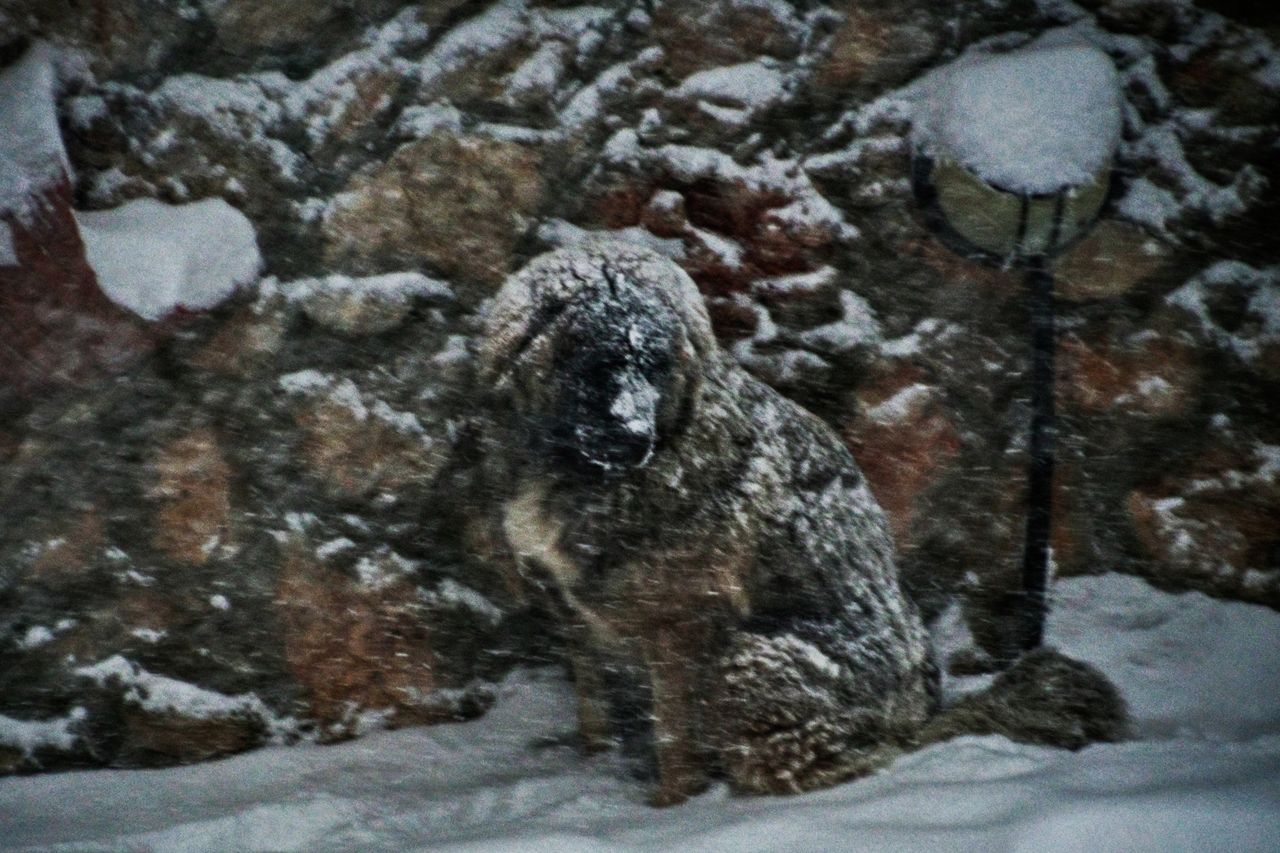 Ενα χιονισμένο σκυλάκι στην Ιπποκράτειο Πολιτεία.