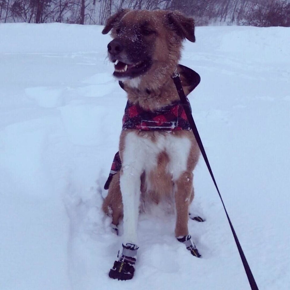 A pair of waterproof dog shoes