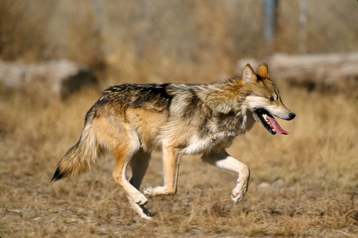 A Mexican gray wolf trots across the landscape.