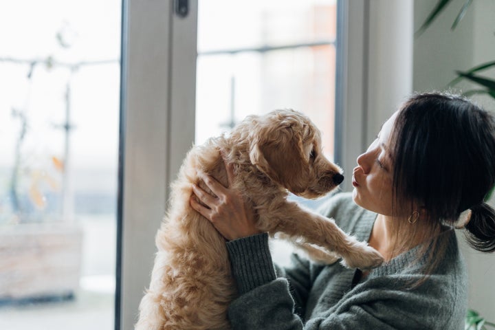 Best Toys to Keep Dog Busy While at Work - Zach's Pet Shop