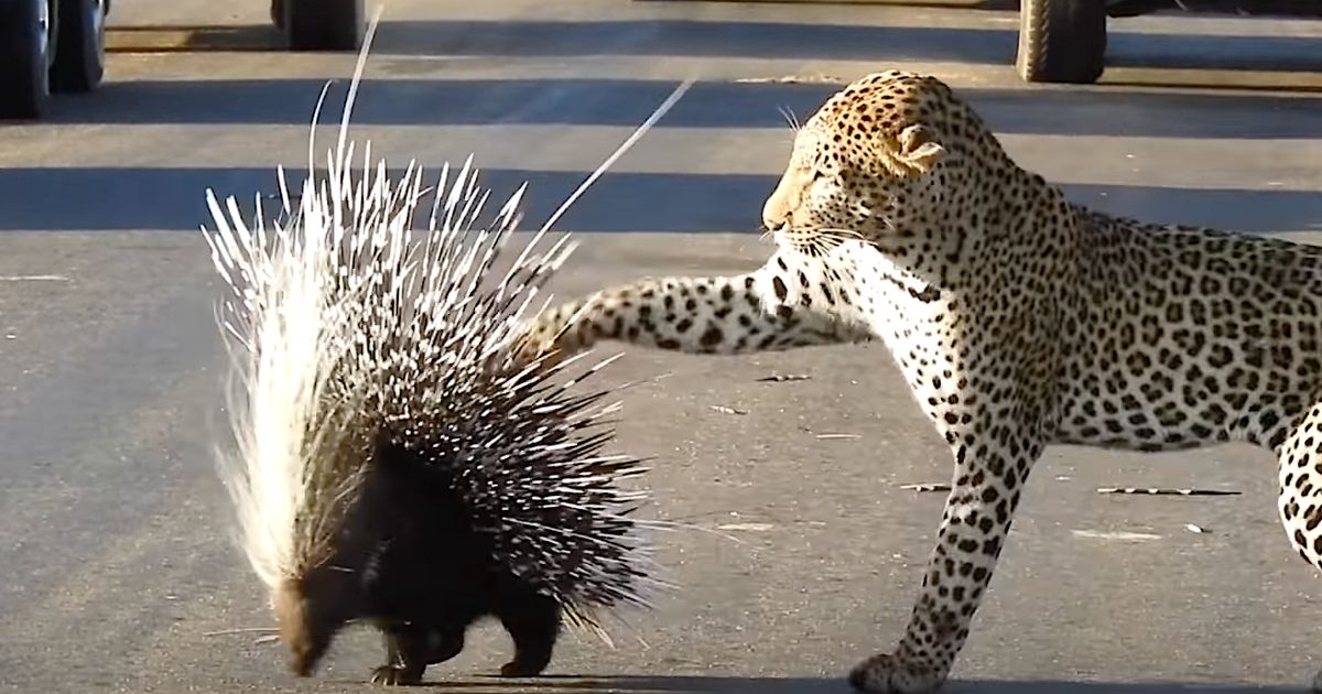 porcupine vs human