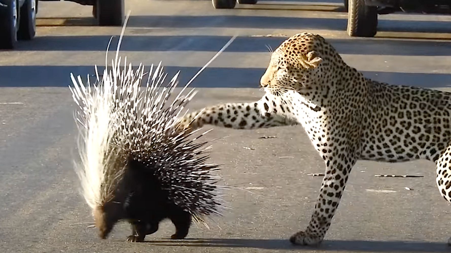 Leopard vs. Porcupine Showdown Does Not End Well For One Of Them