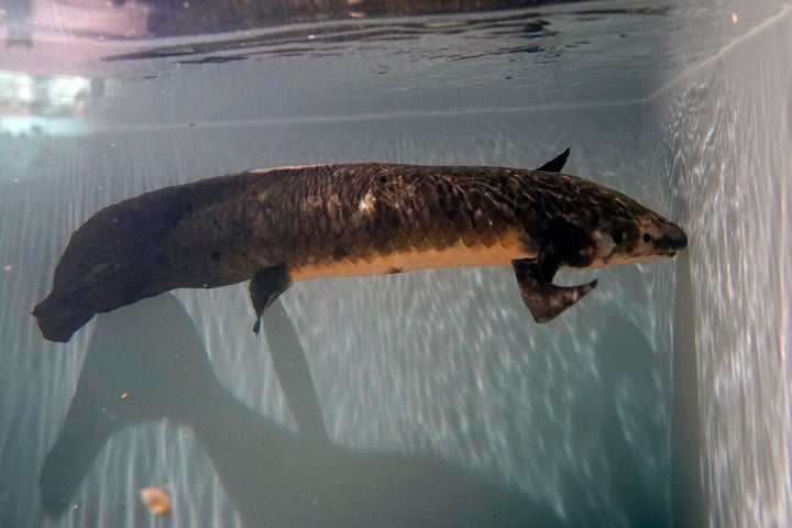 Methuselah likes to eat fresh figs, get belly rubs and is believed to be the oldest living aquarium fish in the world.