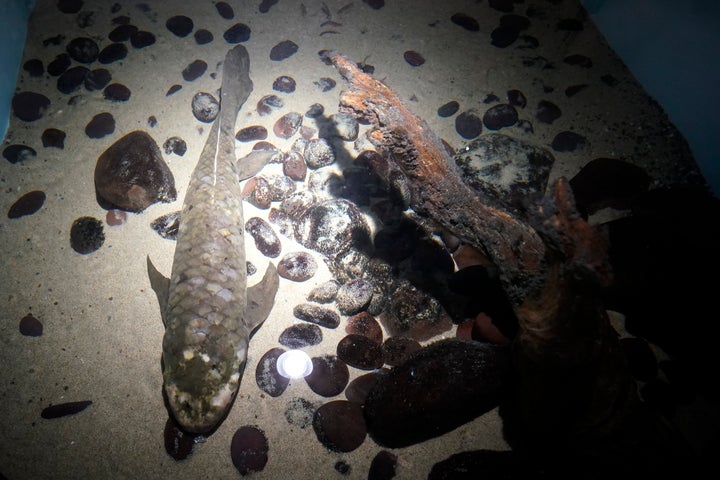 Meet methuselah, the oldest living aquarium fish Methuselah was brought to the san francisco museum in 1938 from australia.