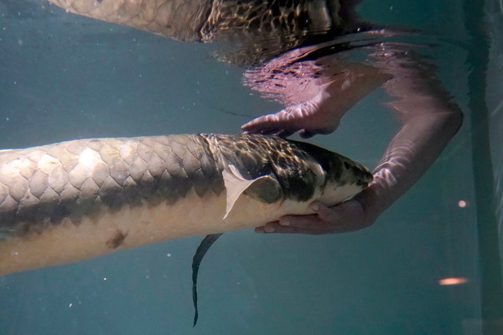 The Australian lungfish is now a threatened species and can no longer be exported from Australian waters.