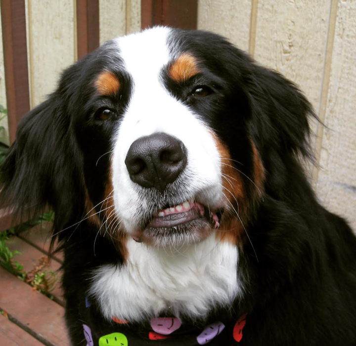 Mathilda, the author's Bernese mountain dog.