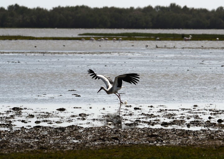Un ave en el parque natural de Doñana, junto al que se sitúan fincas ilegales y pozos de agua clandestinos.