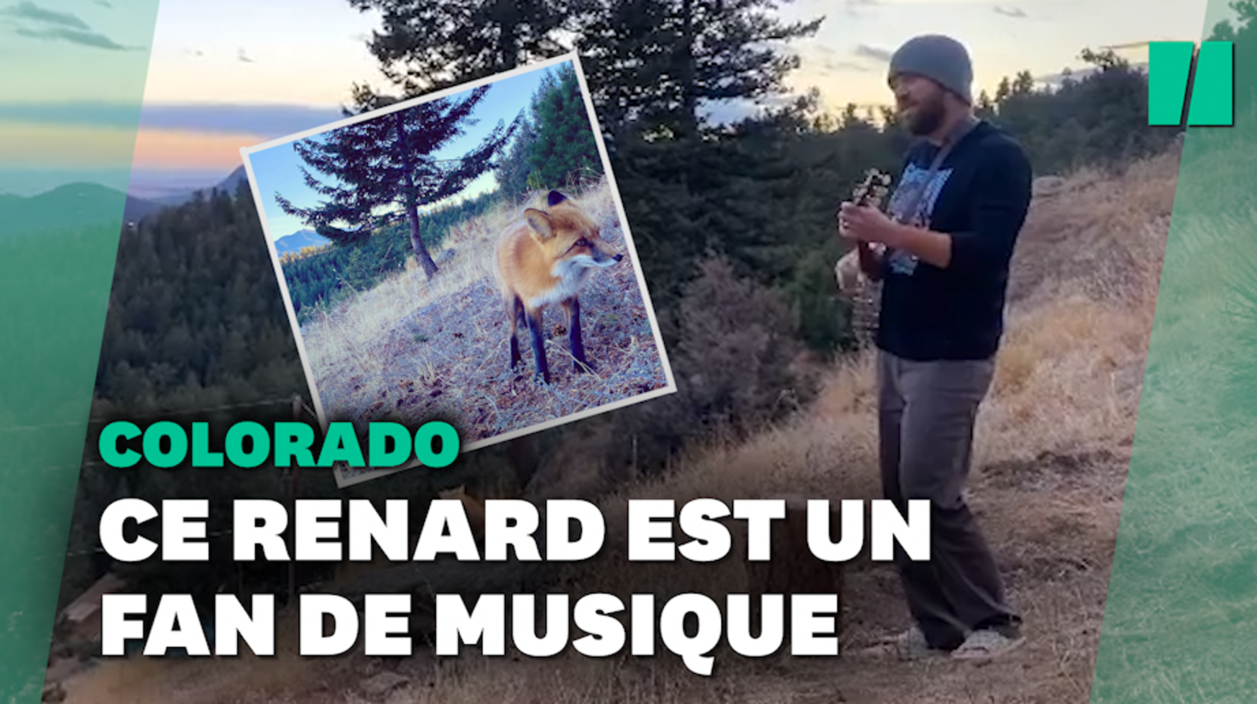 Ce musicien du Colorado donne un concert à un renard mélomane