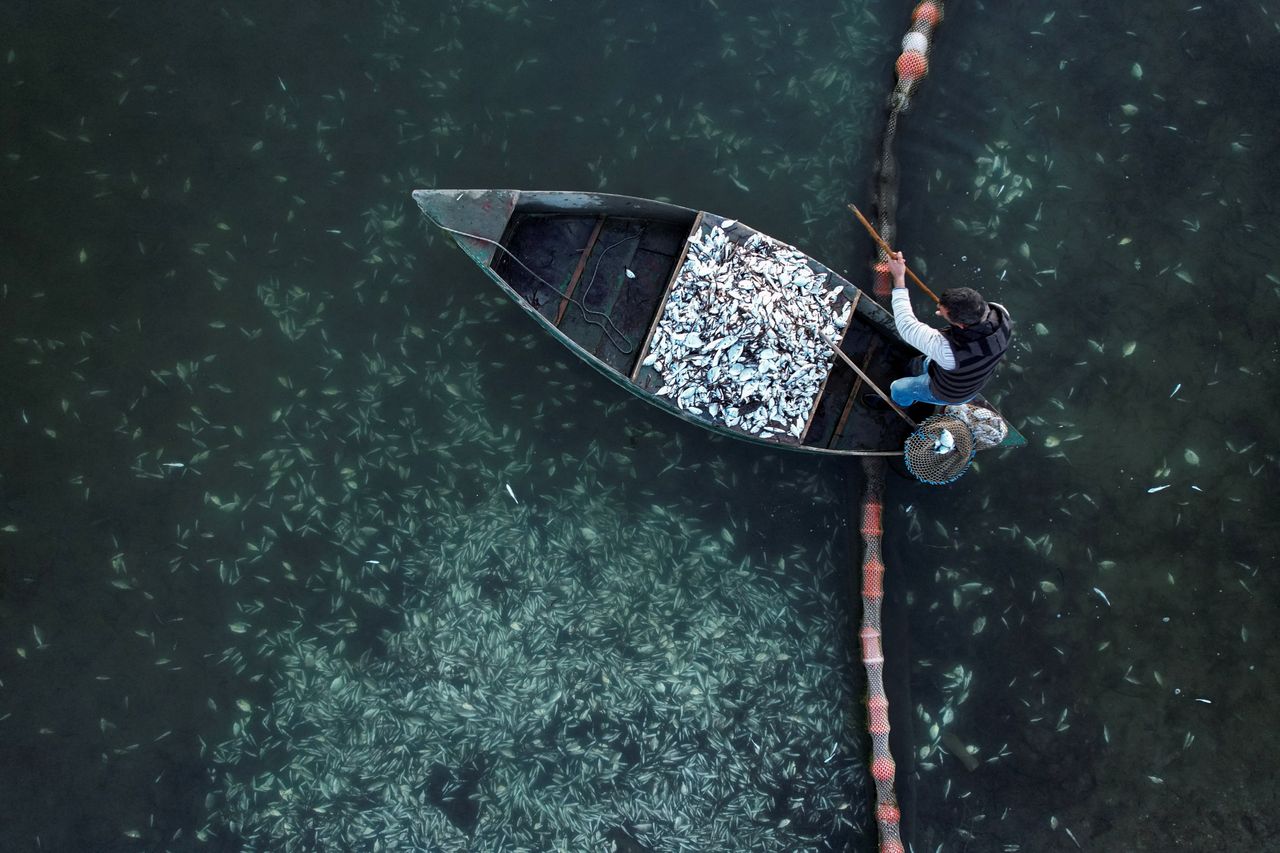 Ο ιχθυοκαλλιεργητής Ιωάννης Ουζούνογλου συλλέγει ψάρια που πέθαναν από χαμηλές θερμοκρασίες, στο ιχθυοτροφείο του στη λιμνοθάλασσα Ρίχου, στην Ηγουμενίτσα, Ελλάδα, 26 Ιανουαρίου 2022. Φωτογραφία τραβηγμένη στις 26 Ιανουαρίου 2022. Φωτογραφία με drone. REUTERS / Γιάννης Φλούλης