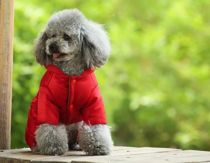 A <a href="https://go.skimresources.com/?id=38395X987171&xs=1&xcust=winterpetproducts-KristenAdaway-012722-61ef7e9be4b07c5f39bbd1e3&url=https%3A%2F%2Fwww.etsy.com%2Flisting%2F1084299569%2Fpet-puffer-jacket-dogcat-winter-fall" target="_blank" role="link" rel="sponsored" class=" js-entry-link cet-external-link" data-vars-item-name="pet puffer jacket" data-vars-item-type="text" data-vars-unit-name="61ef7e9be4b07c5f39bbd1e3" data-vars-unit-type="buzz_body" data-vars-target-content-id="https://go.skimresources.com/?id=38395X987171&xs=1&xcust=winterpetproducts-KristenAdaway-012722-61ef7e9be4b07c5f39bbd1e3&url=https%3A%2F%2Fwww.etsy.com%2Flisting%2F1084299569%2Fpet-puffer-jacket-dogcat-winter-fall" data-vars-target-content-type="url" data-vars-type="web_external_link" data-vars-subunit-name="article_body" data-vars-subunit-type="component" data-vars-position-in-subunit="0">pet puffer jacket</a> from TokeMatesShop on Etsy