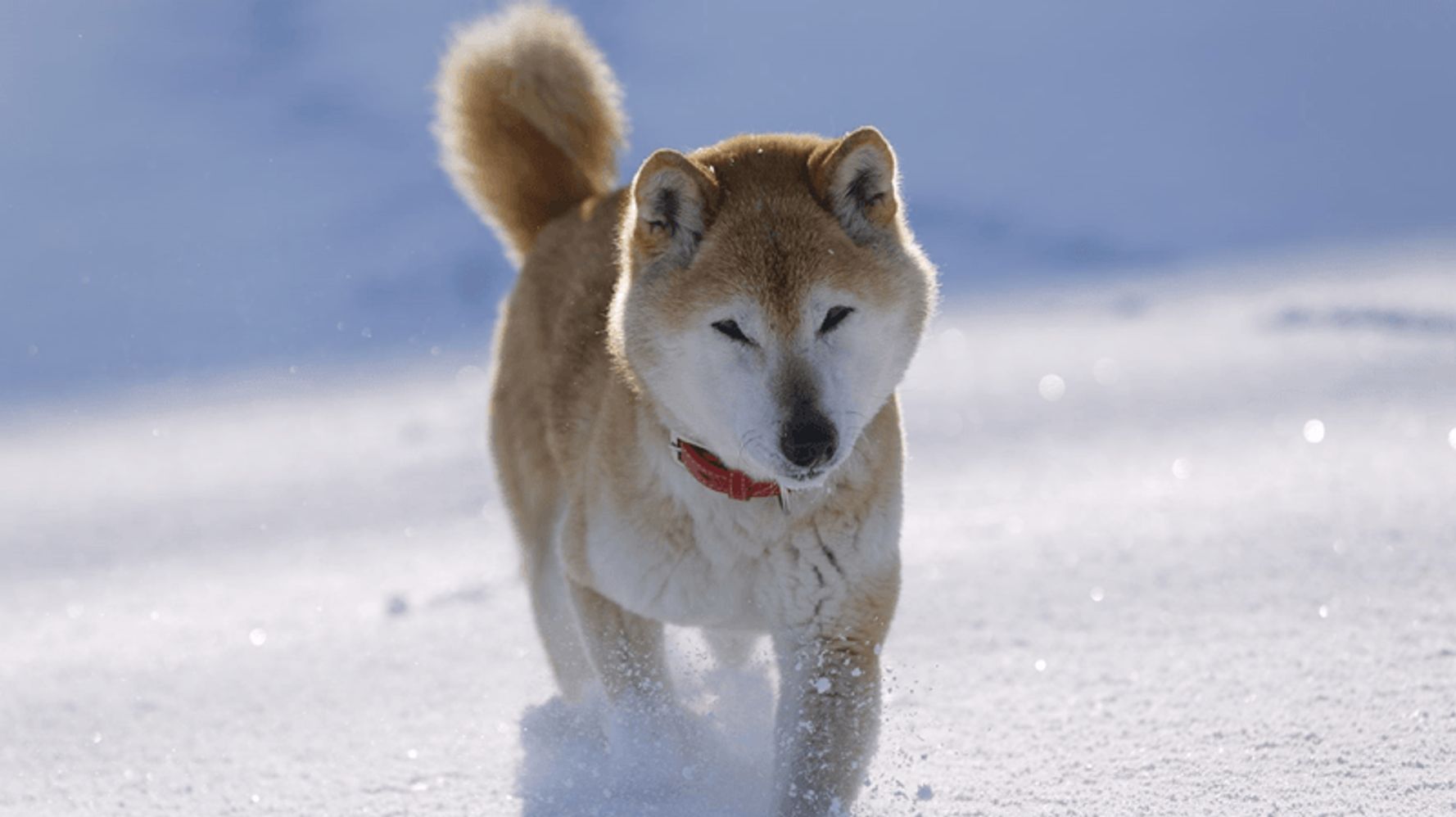 寒さに弱い犬種 知っていますか 寒い日の愛犬散歩に注意を ハフポスト News