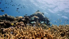 Coal-Loving Australia’s Pledge To Protect Great Barrier Reef ‘Utter Bulls**t,’ Detractors Say Coal-Loving Australia’s Pledge To Protect Great Barrier Reef ‘Utter Bulls**t,’ Detractors Say